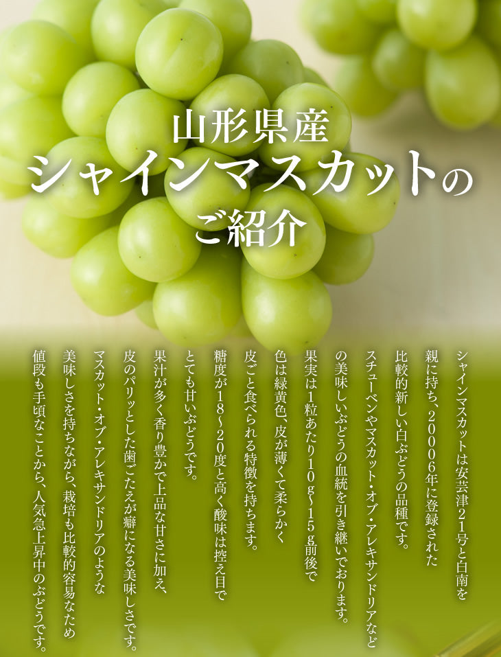 【お買得】山形県産シャインマスカット2房入り(約1.2kg)