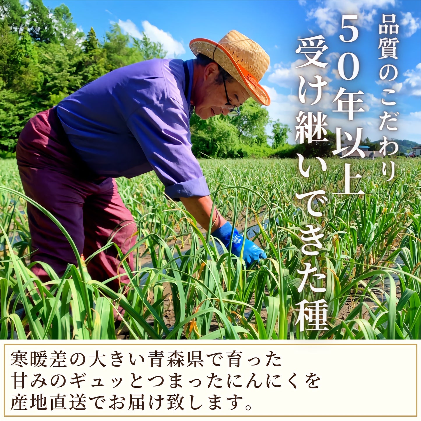 【バラす手間なし】乾燥バラにんにく 青森県田子町産 福地ホワイト六片 約500g サイズ混合 2022年産 産地直送 送料無料