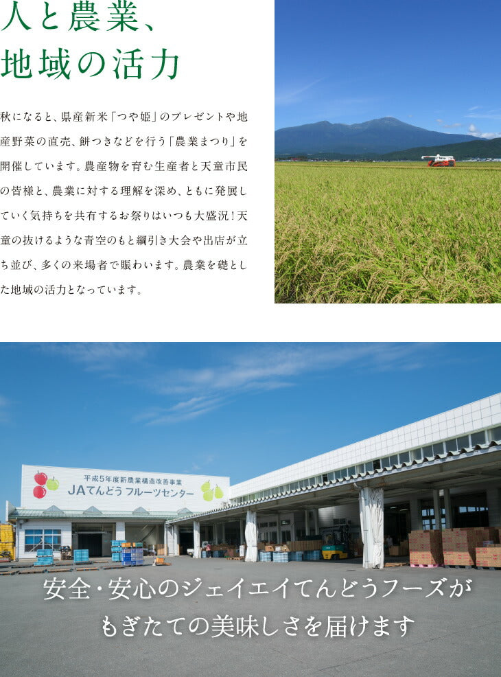糖度保証 訳あり サンふじ 5kg 送料無料 山形県産 りんご (玉数おまかせ) バラ詰め ※一部地域は別途送料追加 フルーツ 果物 サンふじ 果物 順次出荷 ap38