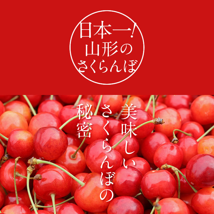 早期予約 さくらんぼ 紅秀峰 ご家庭用 山形県産さくらんぼ（紅秀峰）約１kgバラ詰め