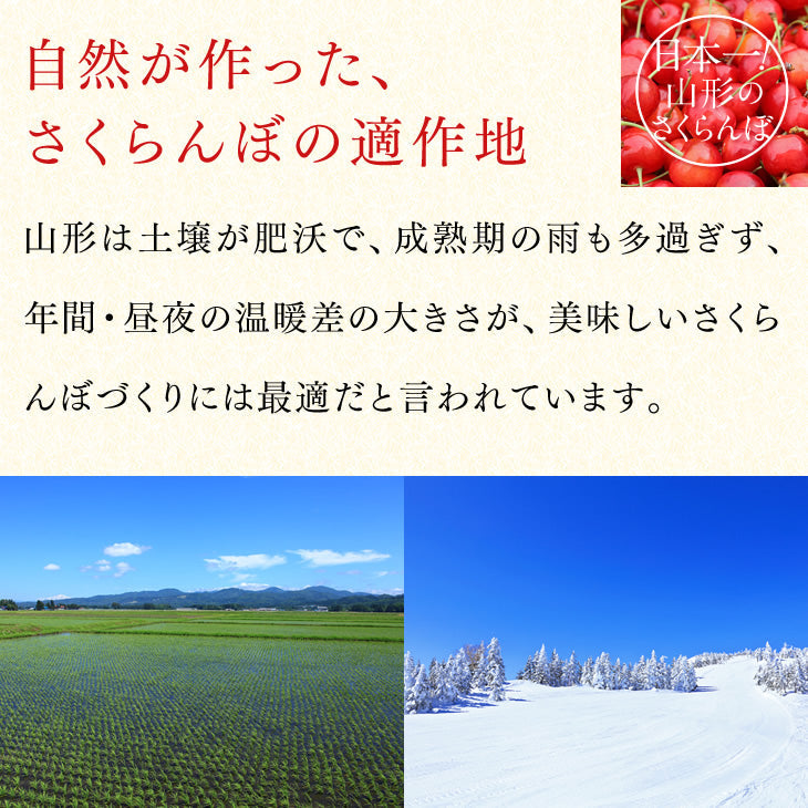 早期予約 さくらんぼ 紅秀峰 ご家庭用 山形県産さくらんぼ（紅秀峰）約１kgバラ詰め
