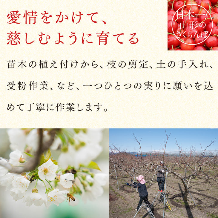 早期予約 さくらんぼ 紅秀峰 ご家庭用 山形県産さくらんぼ（紅秀峰）約１kgバラ詰め