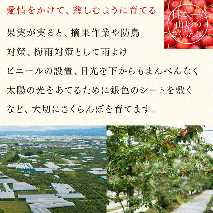 早期予約 さくらんぼ 紅秀峰 ご家庭用 山形県産さくらんぼ（紅秀峰）約１kgバラ詰め