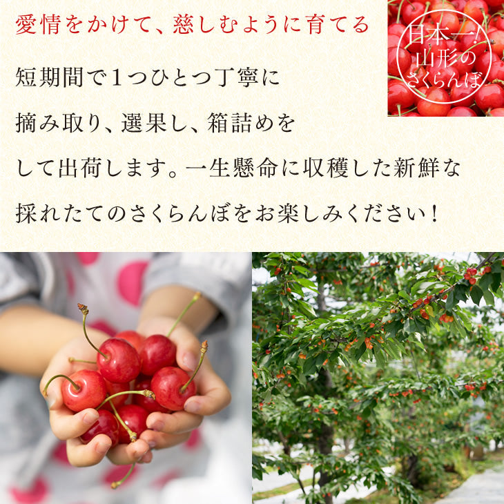 早期予約 さくらんぼ 紅秀峰 ご家庭用 山形県産さくらんぼ（紅秀峰）約１kgバラ詰め