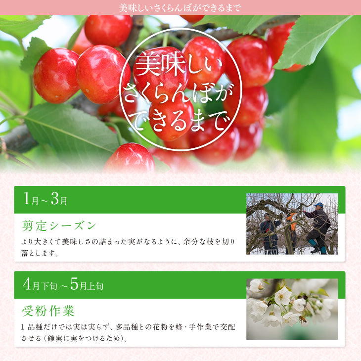 早期予約 さくらんぼ 紅秀峰 ご家庭用 山形県産さくらんぼ（紅秀峰）約１kgバラ詰め