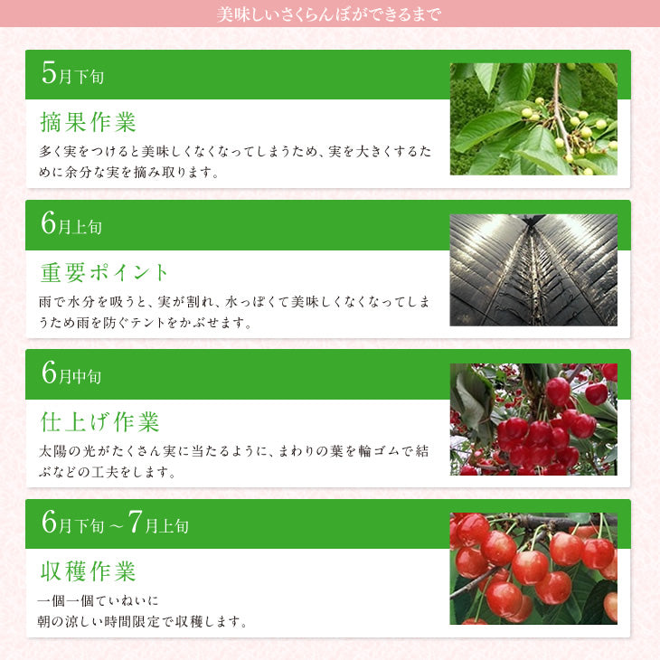早期予約 さくらんぼ 紅秀峰 ご家庭用 山形県産さくらんぼ（紅秀峰）約１kgバラ詰め
