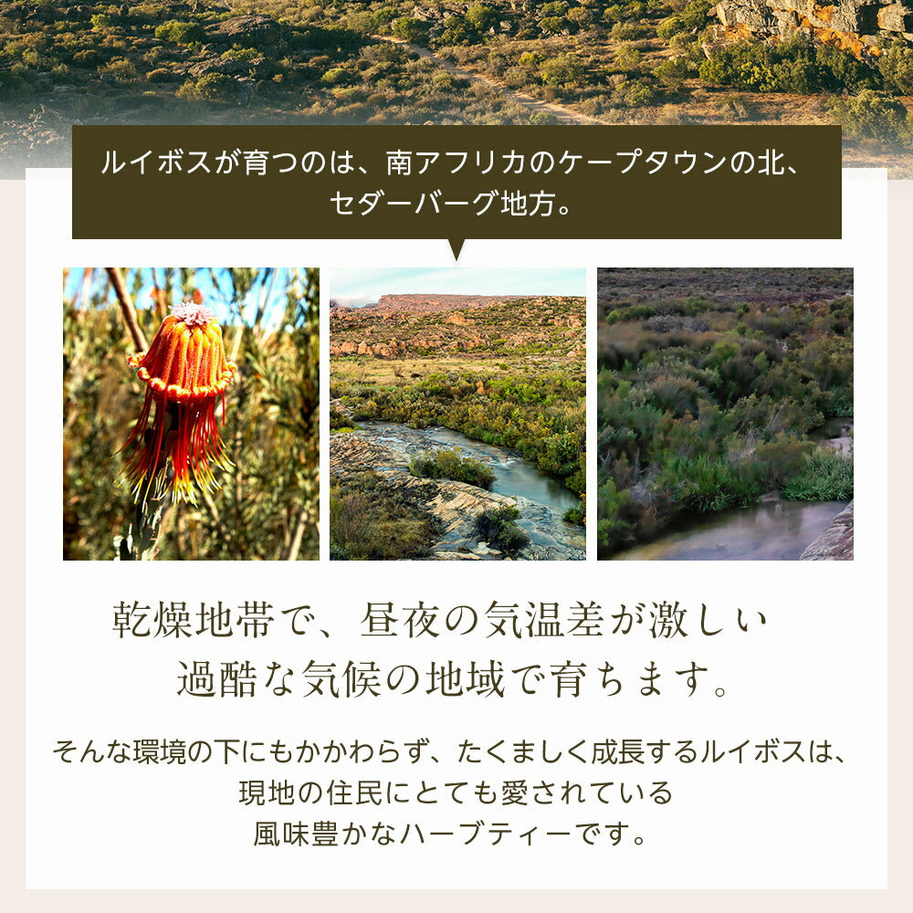 オーガニック ルイボスティー セダーマウンテン ティーバッグ 100包  【送料無料】有機JAS メガ盛り ノンカフェイン 妊活 お茶 ハーブティー ルイボス ルイボス茶 紅茶 温活 マタニティ 100個入り ティーパック【エコ得リリースSALE】