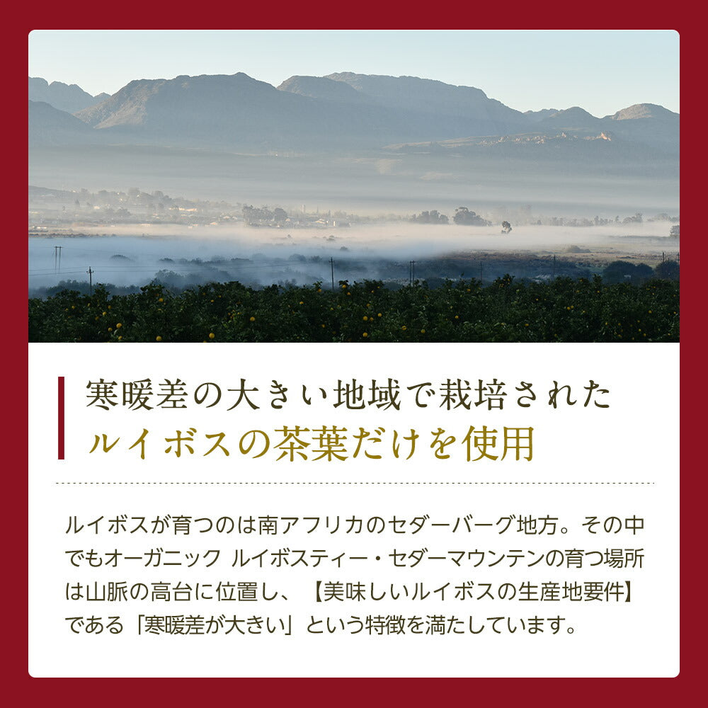 オーガニック ルイボスティー セダーマウンテン ティーバッグ 100包  【送料無料】有機JAS メガ盛り ノンカフェイン 妊活 お茶 ハーブティー ルイボス ルイボス茶 紅茶 温活 マタニティ 100個入り ティーパック【エコ得リリースSALE】