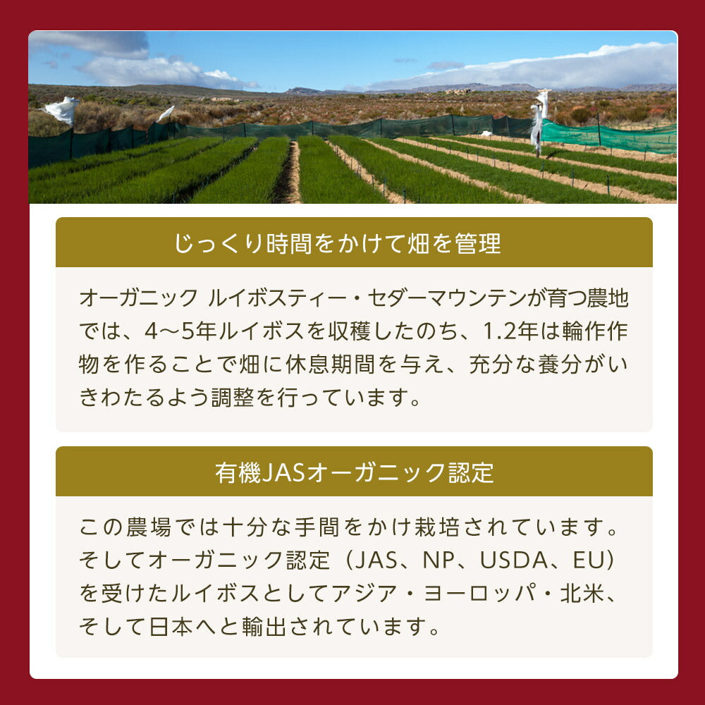 オーガニック ルイボスティー セダーマウンテン ティーバッグ 100包  【送料無料】有機JAS メガ盛り ノンカフェイン 妊活 お茶 ハーブティー ルイボス ルイボス茶 紅茶 温活 マタニティ 100個入り ティーパック【エコ得リリースSALE】