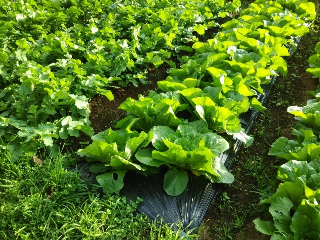 大容量500g 明太子 高菜 オギハラ食品