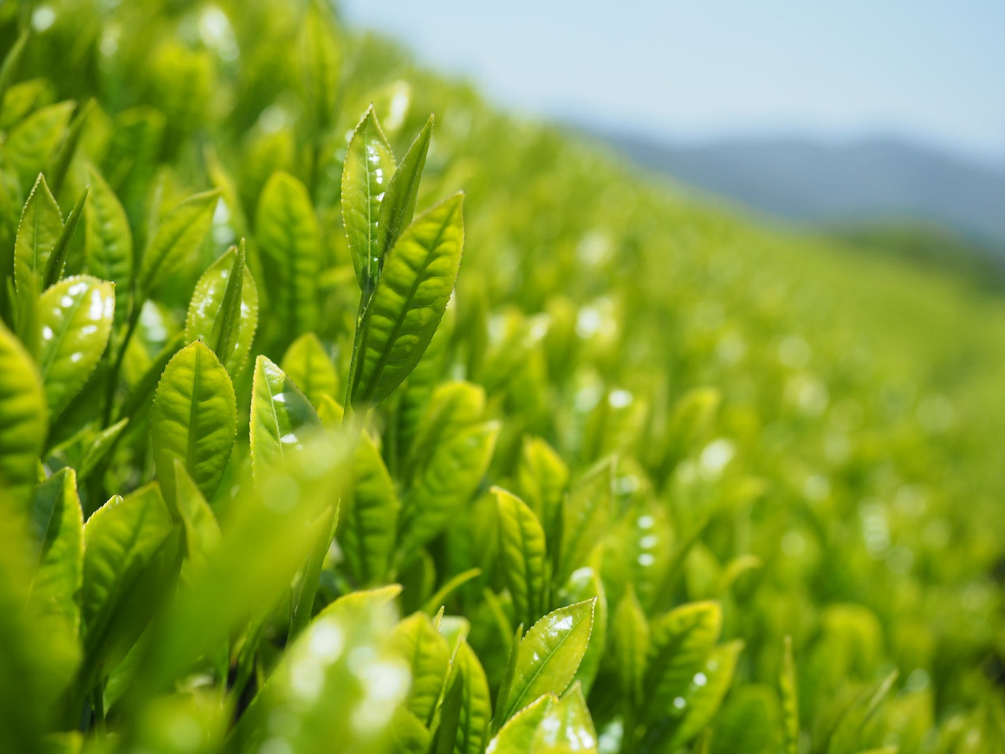知覧茶 深蒸し茶 100g x 3個セット