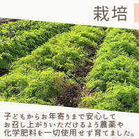 500ml×2本 100%にんじんジュース カルテット1.0 ギフト ストレートタイプ