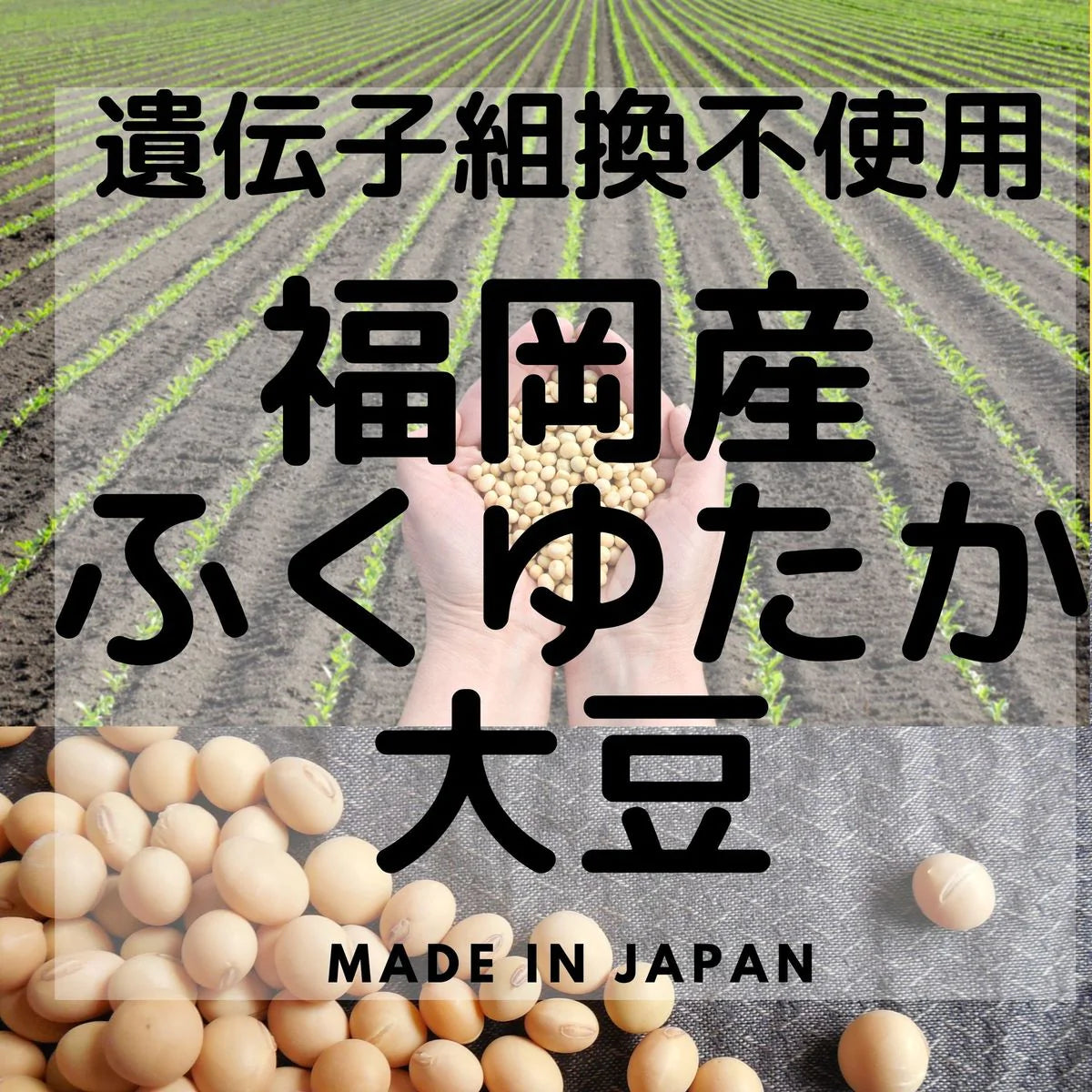 帯SOYちょこ35ｇ×8袋 送料無料 お菓子 生チョコ チョコ 大豆 乳アレルギー対応 ダイエット中 オススメ チャック付き袋 安心 プレゼントにもおすすめ。ビーガン ヴィーガン グルテンフリー ギフト