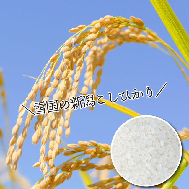 10kg 令和3年産 新潟こしひかり