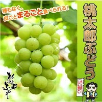 送料無料 岡山,香川産 桃太郎ぶどう 700～800g 1房 ぶどう マスカット 瀬戸ジャイアンツ