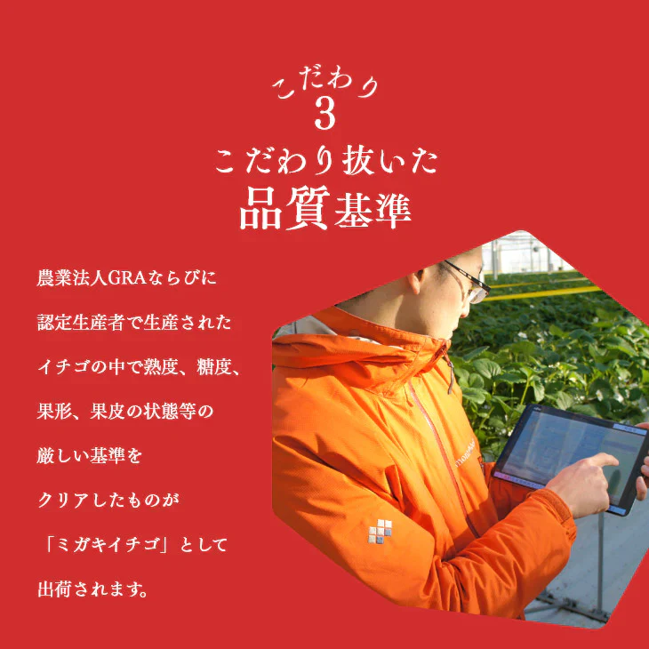 母の日ギフト 贈り物 いちご ミガキイチゴ 宮城県産 レギュラーパック 2パック(約260g×2) 粒数おまかせ 送料無料