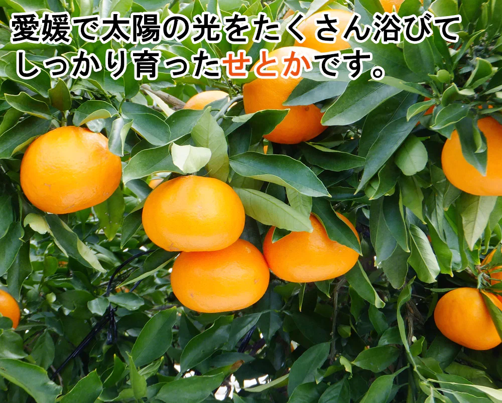 せとか 訳あり みかん 5kg ミカン 蜜柑 サイズミックス 柑橘 フルーツ 果物 くだもの ご家庭用 箱買い 産地直送 愛媛県産 YDF-020