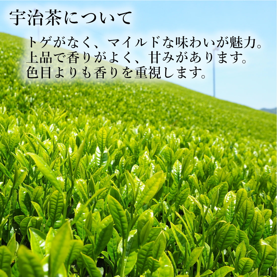 ２袋セット 宇治茶 有機 一番茶 限定茶園で生産された有機緑茶の一番茶のみを使用