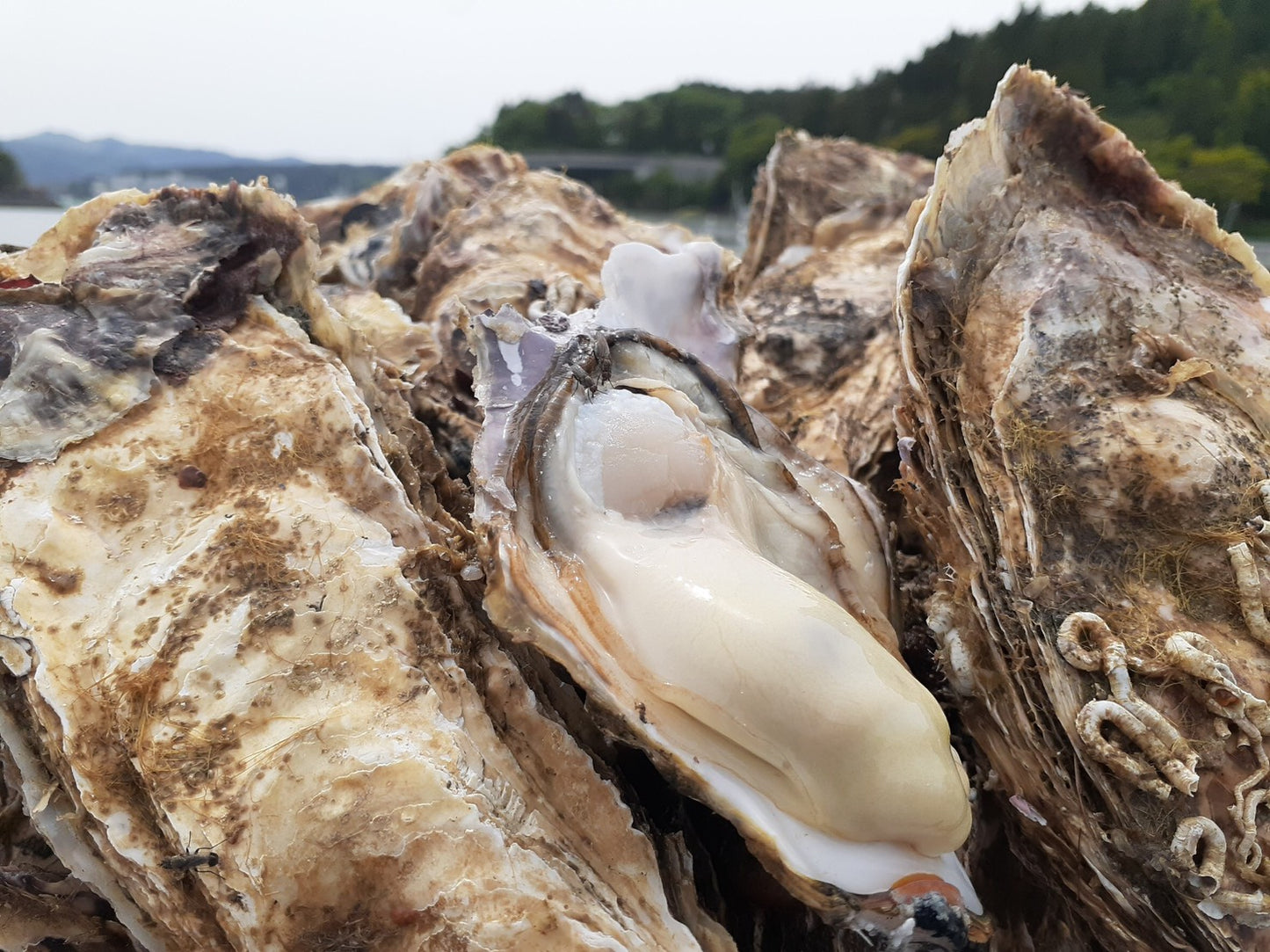 6kg(kg/6~9個) 南三陸志津川産 牡蠣 生食可