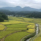 【精米】秋田県産 ひとめぼれ 10kg(5kg×2袋)厳選　1等米米びつ当番【天鷹唐辛子】プレゼント付き【ゲリラセール】
