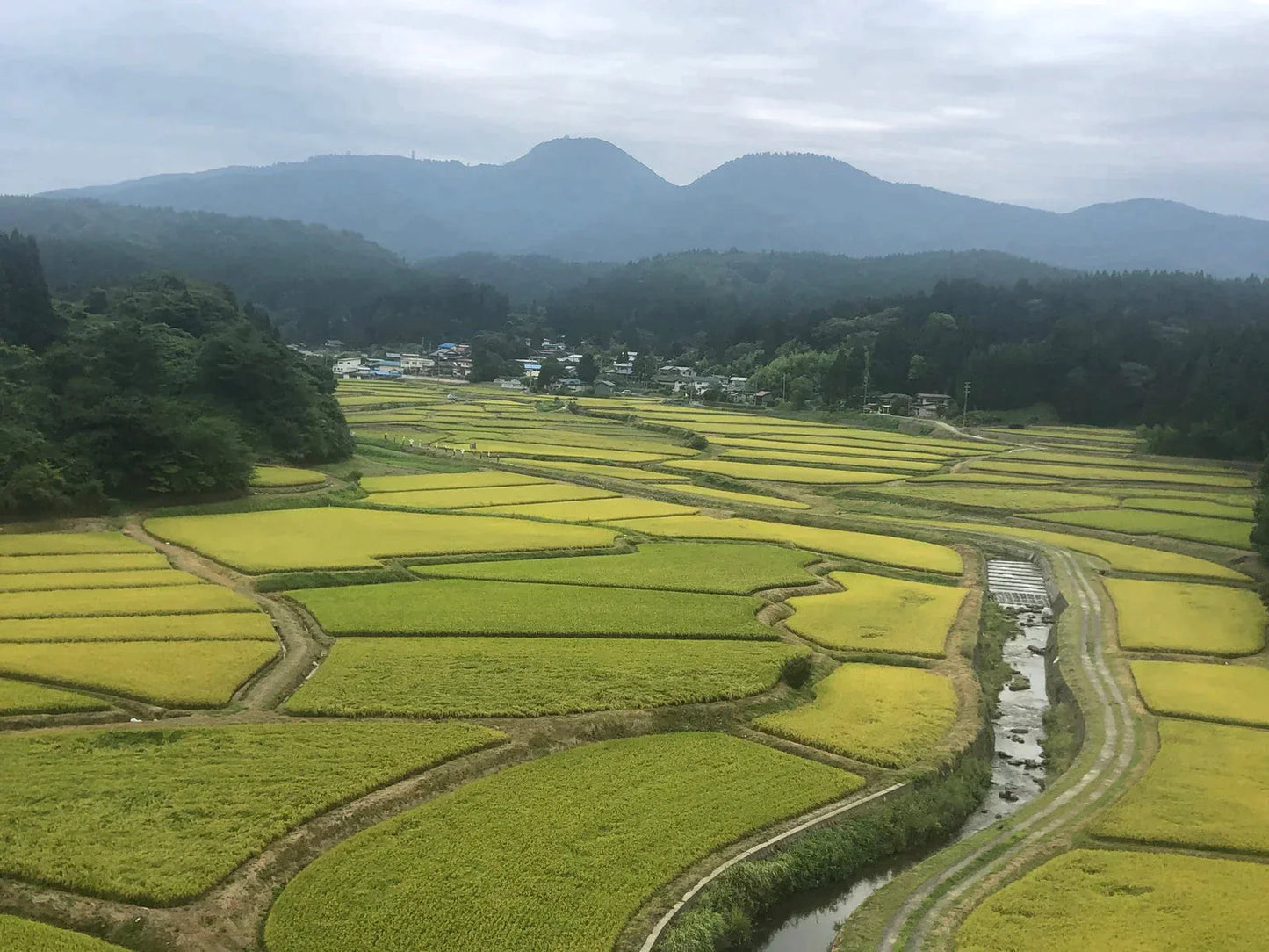 【精米】秋田県産 ひとめぼれ 10kg(5kg×2袋)厳選　1等米米びつ当番【天鷹唐辛子】プレゼント付き【ゲリラセール】