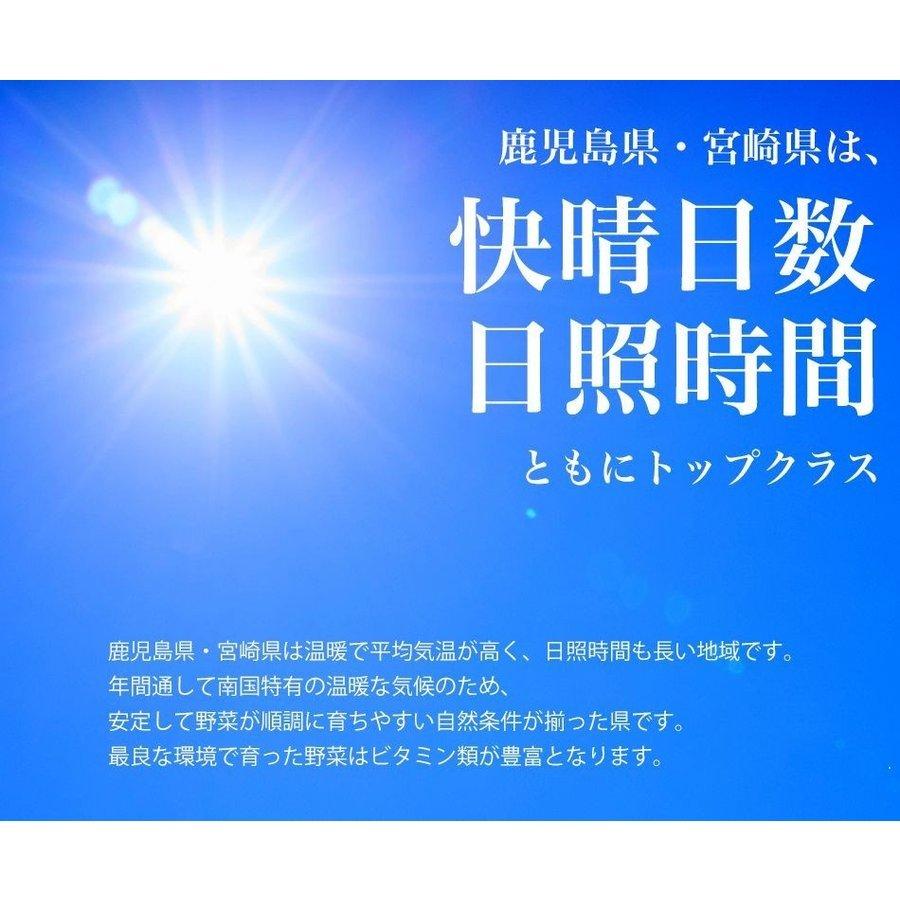 九州高菜 4袋 (150g×4袋) 送料無料 ご飯のお供 ふりかけ 食品 お試し 国産 ギフト お取り寄せ グルメ 漬物 鹿児島 宮崎
