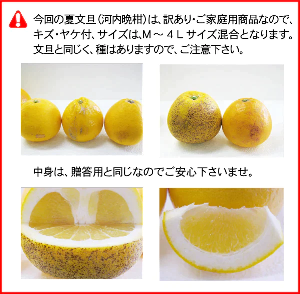 愛媛県産　訳アリ河内晩柑10kg