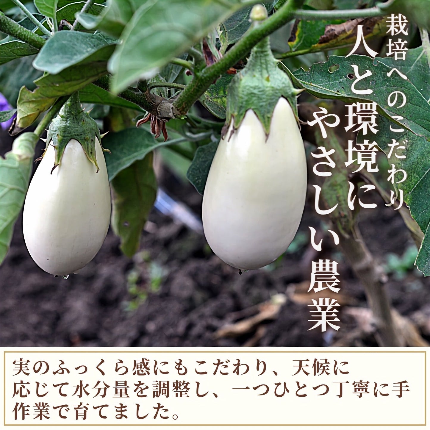 【トロッと食感】白ナス 6本 サイズ混合 期間限定 青森県産 産地直送 2022年産 送料無料 野菜 国産 なす