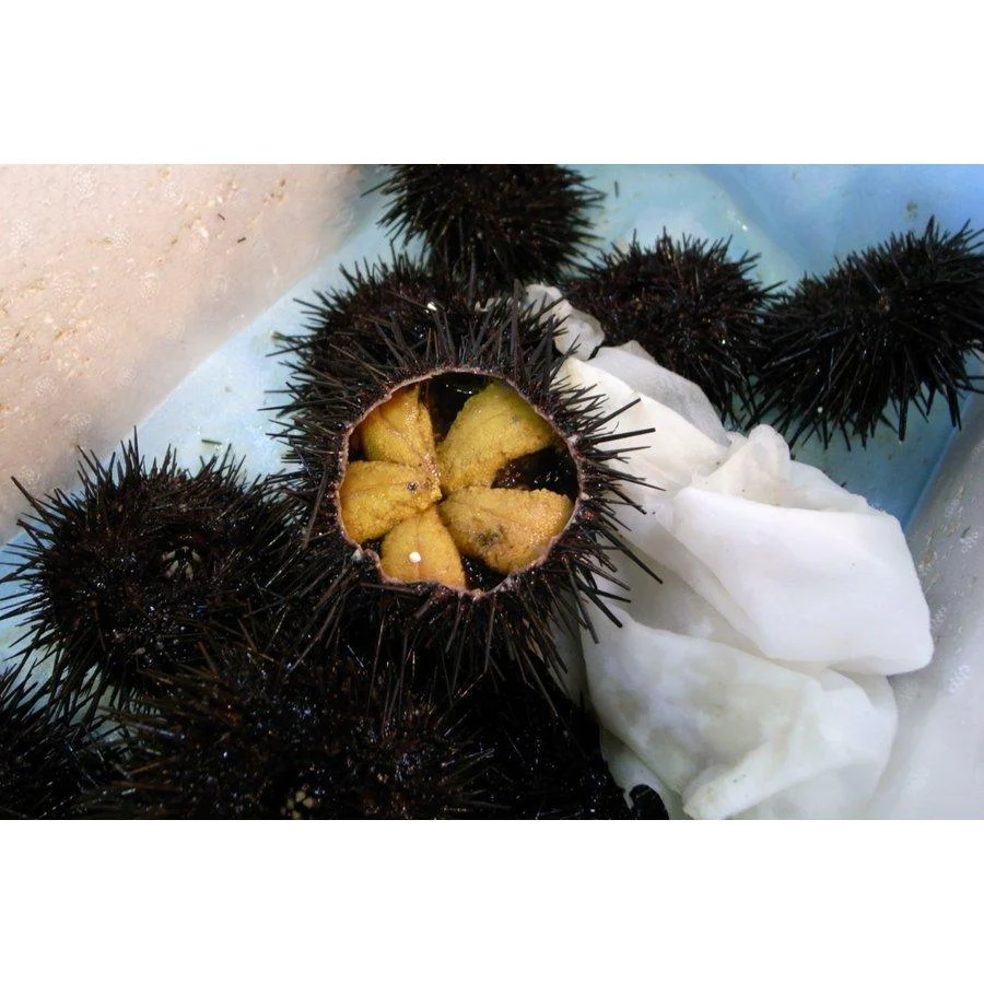 北海道産 ムラサキウニ 100g