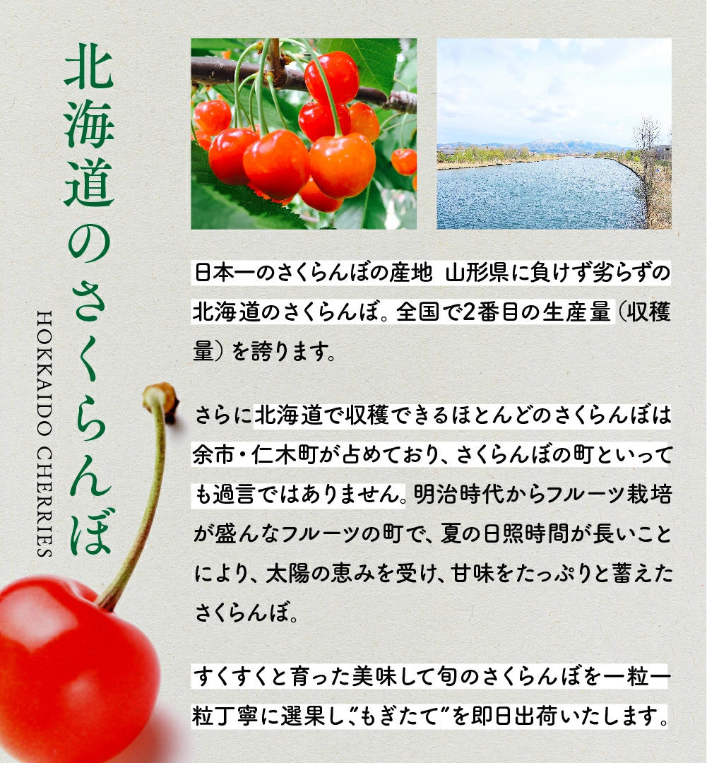 【７月中旬～下旬出荷】紅秀峰 さくらんぼ 800g 北海道 余市町 仁木町産