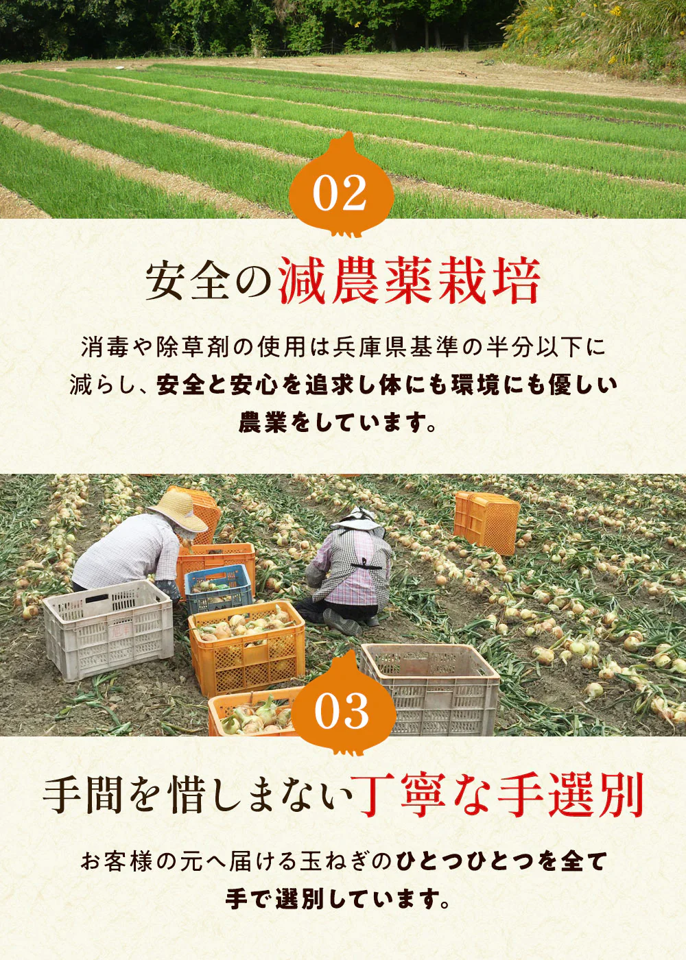 【ゲリラセール】淡路島新たまねぎかくし玉【訳あり】5kg ＃かくし玉訳あり5Ｋ＃たまねぎ 淡路島 玉ねぎ 玉葱 新玉ねぎ