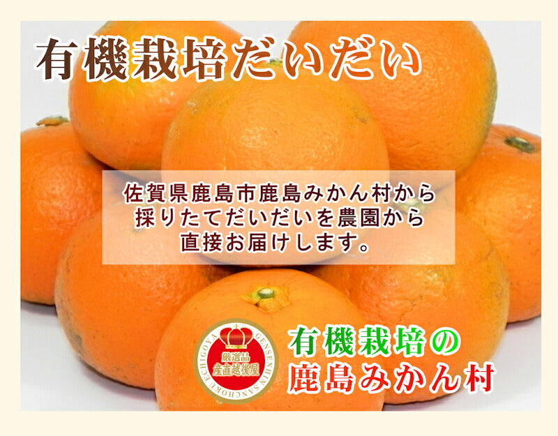 【フルーツ 柑橘類 有機栽培だいだい】佐賀県 鹿島市 有機みかん佐藤農場有機転換栽培 だいだい 5kg採りたてを農園から産地直送 送料無料【柑橘類 果実 ギフト 無農薬栽培】