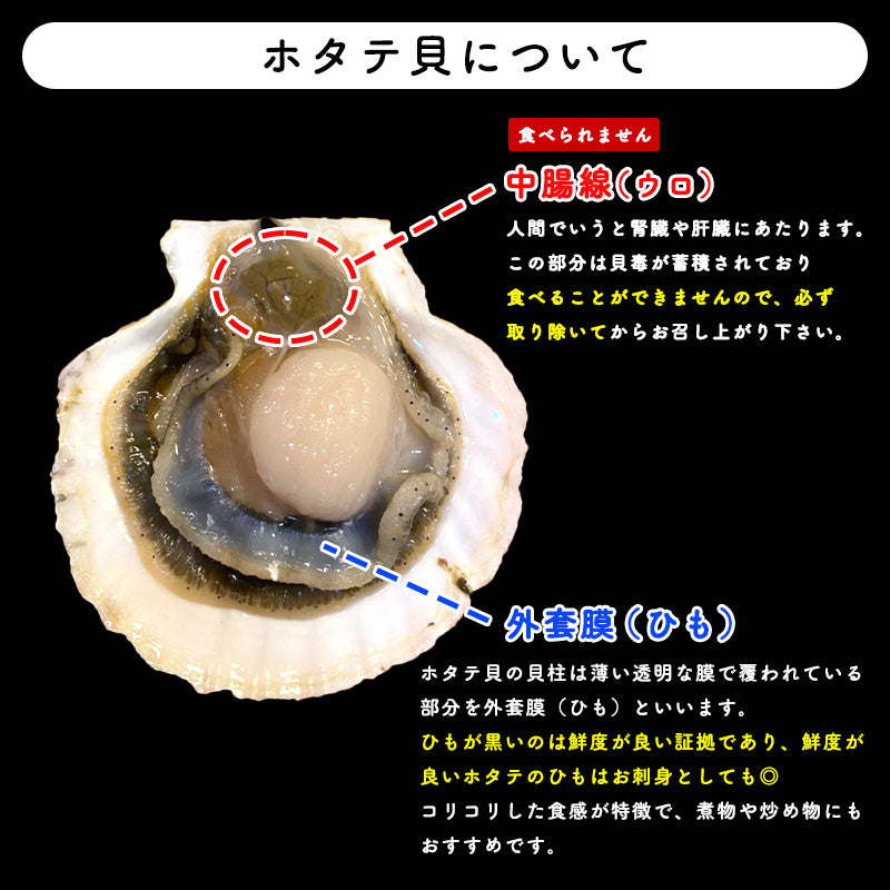 【50%OFF！限定30セット】2kg 青森県産活ホタテ【ブラックフライデー・サイバマンデー特別価格】