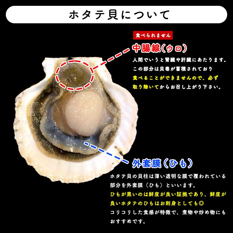 【40%OFF！限定20セット】 6kg 青森県産活ホタテ