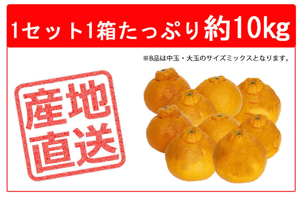 愛媛県産 デコポン10kgご家庭用！ - 果物