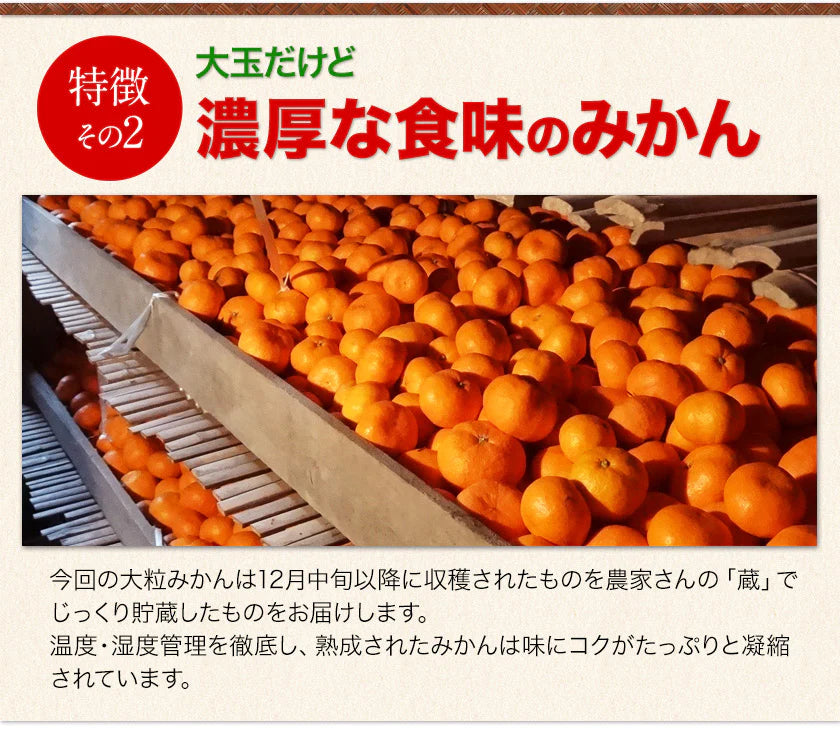 【シェア買いで1,000円OFF!!】大粒 みかん 訳あり 10kg 熊本 送料無料 フルーツ 訳ありみかん 大玉 家庭用 果物 柑橘 箱買い たっぷり10キロ《2月上旬-2月末旬頃より発送予定》