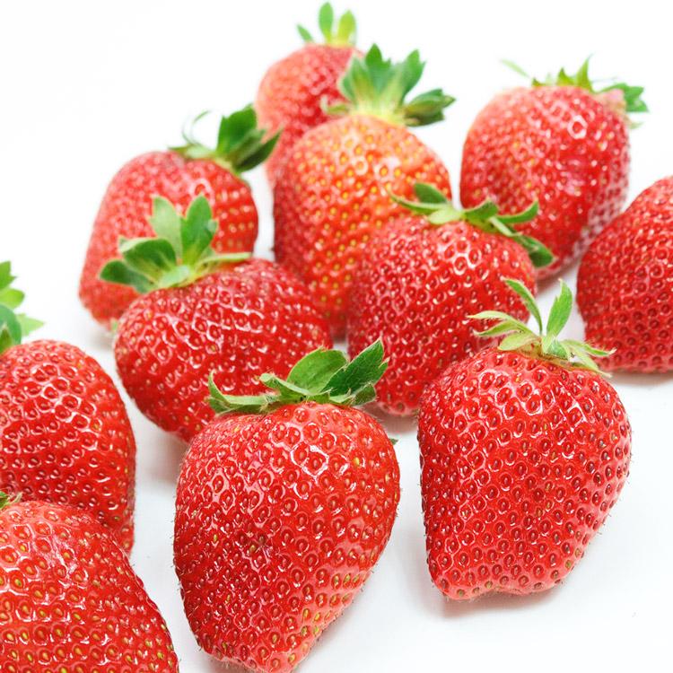 【※使わない方】さぬきひめ いちご 2パック 合計約520g 香川県産