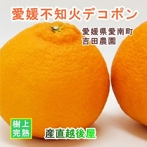 【フルーツ みかん 不知火デコポン】愛媛県 愛南町 みかん果樹園 吉田農園樹上完熟栽培 吉田の不知火デコポン 10kg通常品 採りたてを農園から産地直送送料無料【ミカン 果実 ギフト 贈答品】