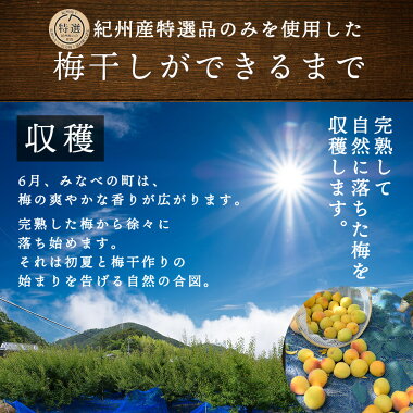 岩惣の梅 一粒梅 (12個入) 特選 紀州南高梅 個包装 ギフト