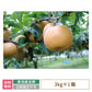 福島県産 梨 3kg  (6～9個入)家庭用 鏡石町 *