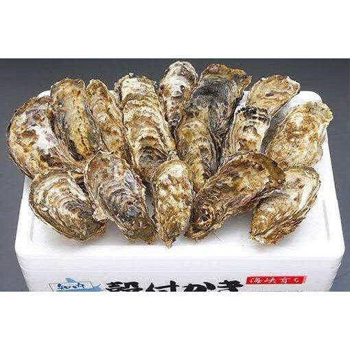 北海道知内産 特大 知内カキ 30個