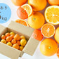 訳あり春かんきつお楽しみ箱5kg(3～4種類の春かんきつ詰め合せ)【家計お助けSALE】