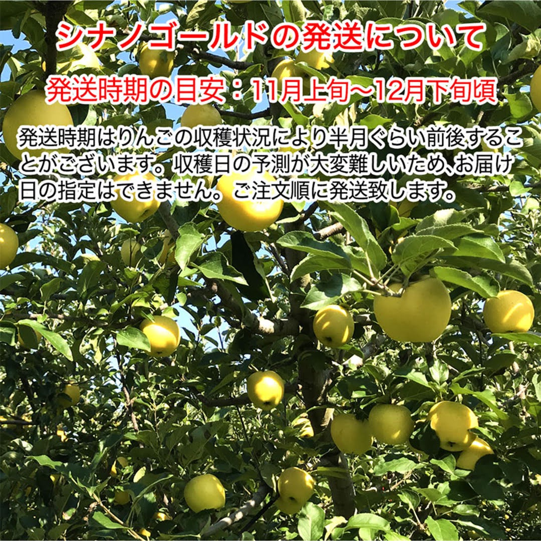 【2023年産予約開始！数量限定！】シナノゴールド 訳あり 約4.5kg(11-28玉) パリっと歯ごたえジューシー 10月下旬頃発送開始予定 #YAG0B045