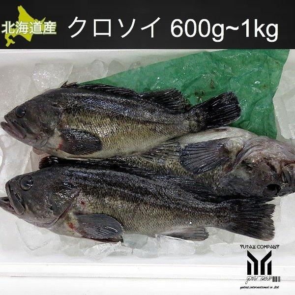 北海道産 天然クロソイ 600〜1kg 1尾