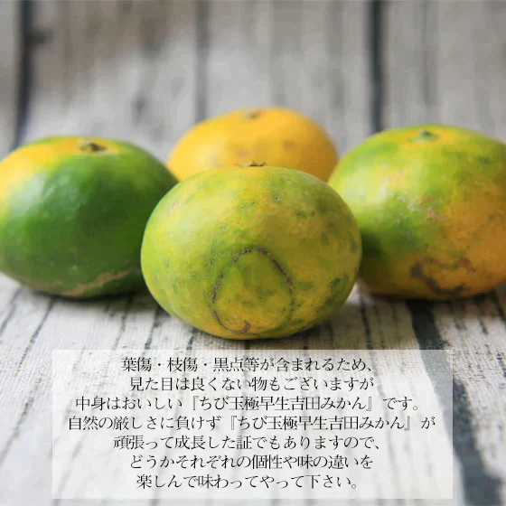 【ちび玉極 03】ちび玉 極早生 吉田みかん 3kg　※2箱ご購入でもう1箱おまけ！（多少の枝傷・葉傷・黒点等有り）（家庭用・3S～2Sサイズ込み）【愛媛県産】【送料無料】みかん 極早生