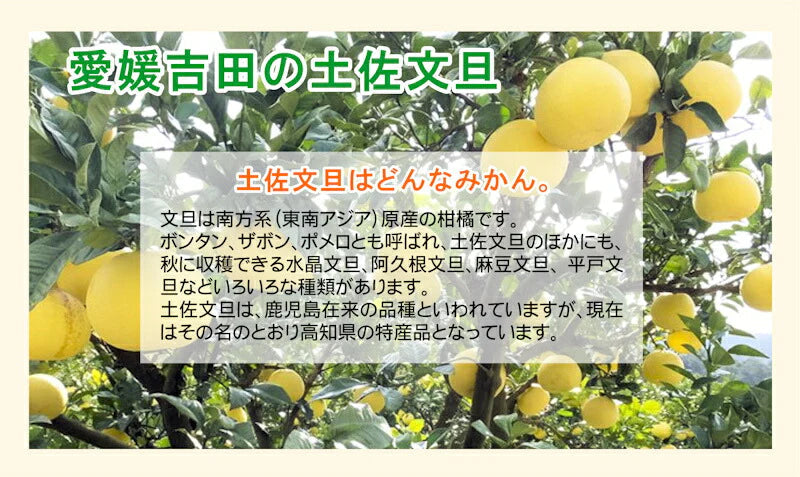 【フルーツ みかん 土佐文旦】愛媛県 愛南町 みかん果樹園 吉田農園樹上完熟栽培 吉田の土佐文旦 4kg中玉採りたてを農園から産地直送送料無料【ミカン 果実 ギフト 贈答品】