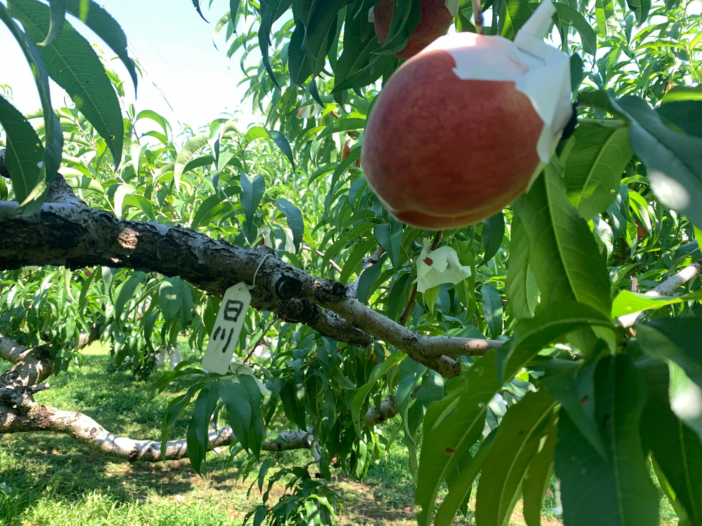 【訳あり大特価】桃 約1.5kg(4〜8玉) 山梨県産 家庭用【予約/6月中旬〜9月上旬順次出荷】