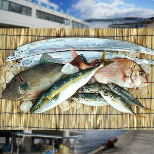 【送料無料】神戸垂水漁港より天然鮮魚を直送!!鮮魚詰め合わせセット 約4～5人前【土曜日発送】【産地直送のため他商品と同梱不可】北海道・沖縄・離島は配送不可