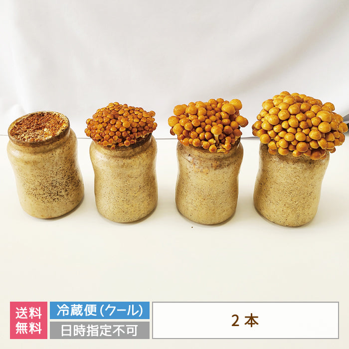 なめこ栽培キット×2　福島県産　家庭栽培・自由研究* (クール便)