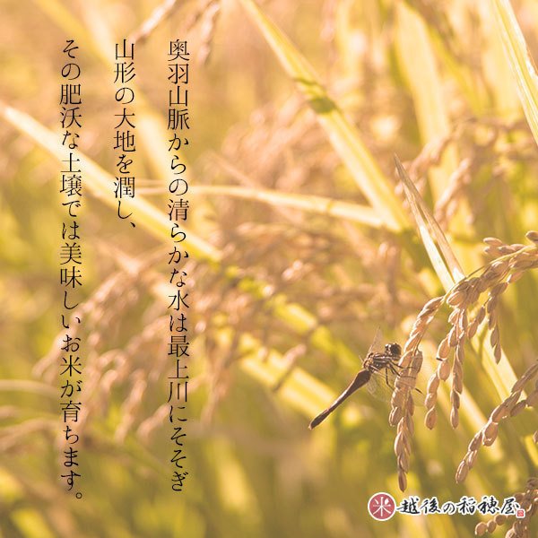 10kg (5kg×2袋) 令和3年産 コシヒカリ 山形県産 白米